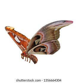 96 Giant Atlas Moth Stock Illustrations, Images & Vectors | Shutterstock