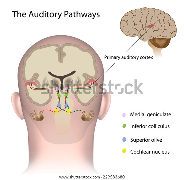 auditory pathway