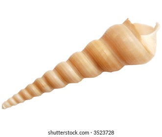 Auger Shell On White Background (isolation)