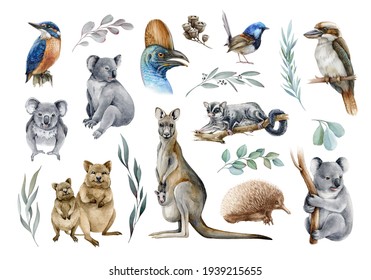 Australia animal and bird watercolor set. Hand drawn kangaroo, koala, kookaburra, echidna, kingfisher, cassowary, eucalyptus branch realistic collection. Astralia wildlife flora and fauna set