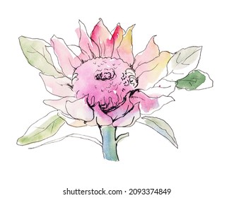 Australia Flower Sketch. Waratah. Isolated On A White Background. Watercolor Illustration.