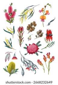 Australia native flora element collection. Watercolor vintage illustration. Hand drawn banksia, golden wattle, waratah flower, desert pea, gum tree branch, brush tree element set on white background.
