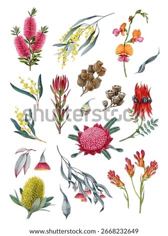 Australia native flora element collection. Watercolor vintage illustration. Hand drawn banksia, golden wattle, waratah flower, desert pea, gum tree branch, brush tree element set on white background.