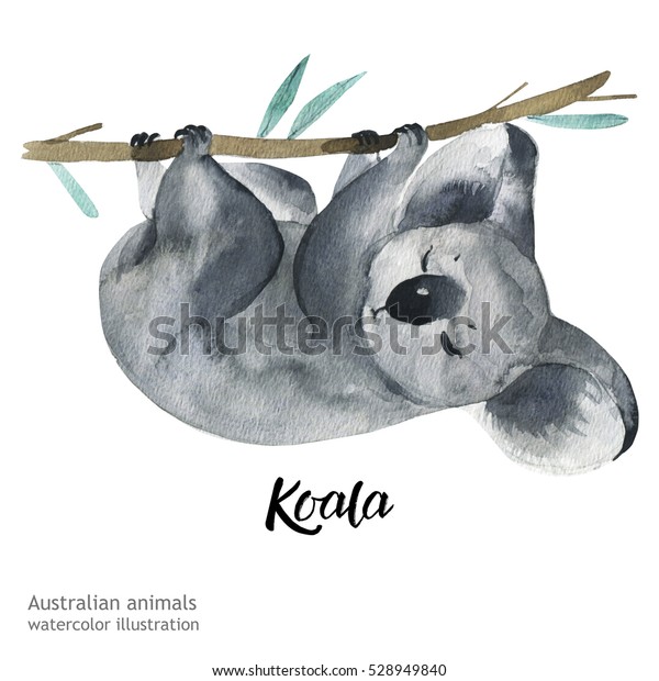 白い背景にオーストラリアの動物の水彩イラスト手描きの野生生物 コアラ オーストラリアデー のイラスト素材