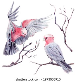 Australian Bird Watercolor Illustration. Aussie Birds, Australian Galah.