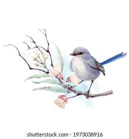 australian bird watercolor illustration. superb fairy wren