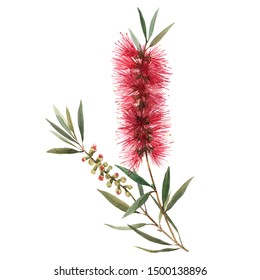 Australian Callistemon Watercolor Flower On White Stock Illustration ...