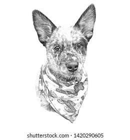 Australian Cattle dog with bandana. Black and white sketch of a handsome puppy isolated on white background. Hand drawn Portrait of a cute dog. Animal art collection. Design template. Good for T shirt