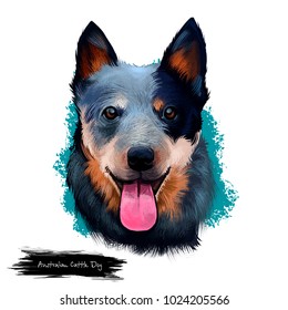 Australian Cattle Dog Digital Art Illustration Isolated On White. Cattle Dog Breed Of Herding Dog Originally Developed In Australia For Driving Cattle Over Long Distances. Portrait Head With Text