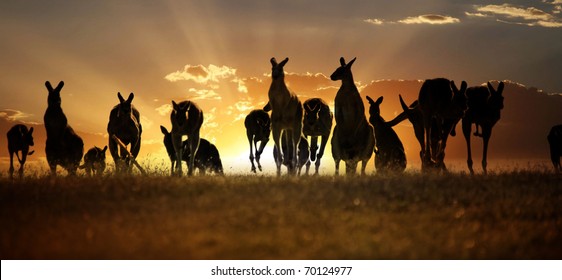 Australian outback kangaroo series