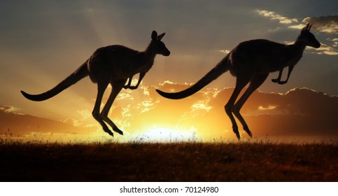Australian outback kangaroo series