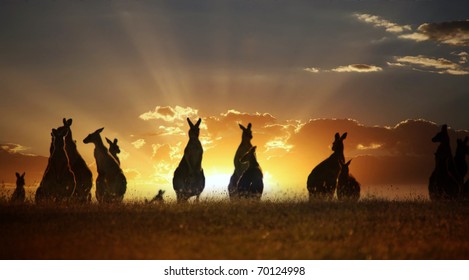 Australian Outback Kangaroo Series