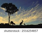 Australian silhouette of gum tree and kangaroos feeding with sunset cloudy background