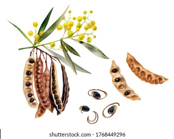 Australian spice acacia wattleseed watercolor illustration isolated on white background