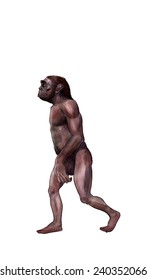 Australopithecus