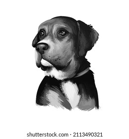 Austrian Black and Tan Hound dog breed digital art illustration isolated on white. Austrian Black and Tan Hound is a breed of dog originating in Austria. Black color dog white collar, head portrait