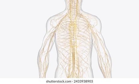 The autonomic nervous system is a component of the peripheral nervous system that regulates involuntary physiologic processes including heart rate 3d illustration