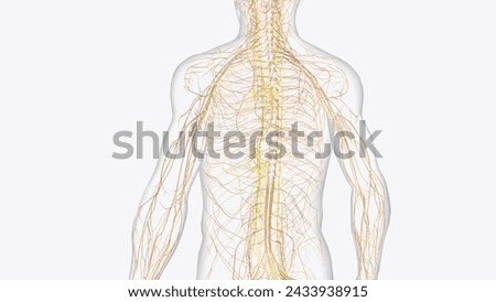 The autonomic nervous system is a component of the peripheral nervous system that regulates involuntary physiologic processes including heart rate 3d illustration