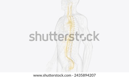 The autonomic nervous system is a component of the peripheral nervous system that regulates involuntary physiologic processes including heart rate 3d illustration