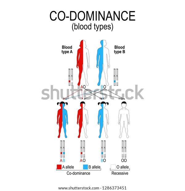 Autosomal Dominant Autosomal Recessive Example B Illustrazione Stock 1286373451 Shutterstock 0812