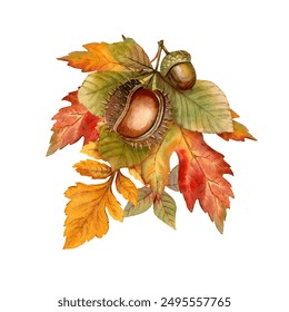 Autumn composition botanical illustration with vibrant foliage acorn and chestnut. Hand drawn watercolor image with Virginia creeper leaf. Perfect bouquet for fall seasonal and nature themed designs. - Powered by Shutterstock