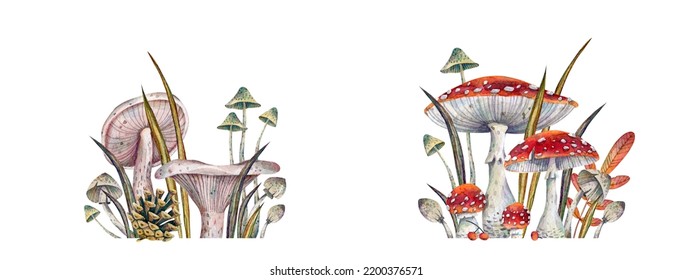 Autumn composition forest mushrooms 
Hand drawn illustration is isolated background  
Painted forest mushrooms  pine cone  leaves   grass 