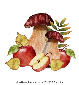 Autumn composition. Porcini mushrooms with red apples. Watercolor composition on a white background. Autumn harvest - Powered by Shutterstock