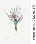 Autumn crocus by Pierre-Joseph Redoute (1759-1840). Vintage floral plant. Vintage botanical crocus flower art drawing illustration, old painting art print of crocus flower floral plant.