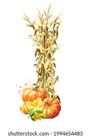 Autumn decoration made of dried corn stalks and ripe pumpkins,  Hand drawn watercolor illustration  isolated on white background