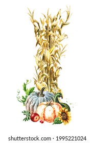 Autumn decoration made of dried corn stalks and ripe pumpkins, Hand drawn watercolor illustration,  isolated on white background