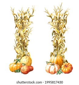 Autumn decoration made of dried corn stalks and ripe pumpkins set,  Hand drawn watercolor illustration  isolated on white background