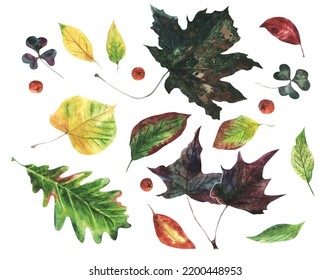 Autumn Different Leaves And Berries Set Hand Drawn Green, Red, Orange, Yellow. Watercolor Illustration.