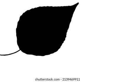 Autumn Dry Birch Leaf Silhouette Abstract Background In Black Isolated On White