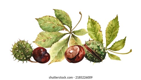 Autumn Fallen Chestnut Leaves, Brown Chestnut Seeds, Round Green Spiky Fruits In Peel. Autumn Still Life. Hand-drawn Watercolor Illustration On White Background For Cards, Print, Banner, Packaging.