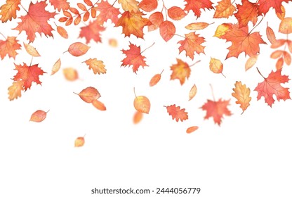 Autumn falling leaves on transparent background. Autumnal foliage fall and orange maple leaves flying in wind motion blur. - Powered by Shutterstock