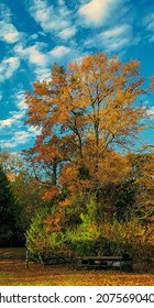 Autumn Foliage, Southern Maryland, Illustration 