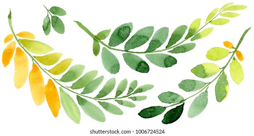 Autumn leaf of acacia in a hand drawn watercolor style isolated. Aquarelle acorn for background, texture, wrapper pattern, frame or border.