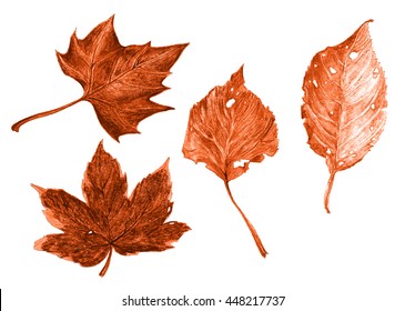 Autumn Leaf - Fallen Leaves - Plane, Maple, Birch, Beech - Hand Crayon Drawing