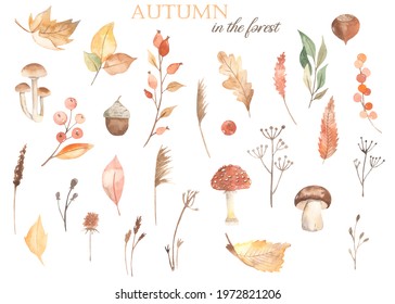 Autumn Leaves, Berries, Mushrooms, Nuts, Grass, Hazelnuts, Acorn, Reeds. Watercolor Hand Drawn Clipart