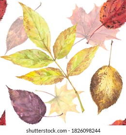 Autumn pattern. Fall leaf pattern. Autumn leaves pattern. Watercolor drawing of leaves. Picturesque autumn leaves on a white background. Isolated dry colorful leaves.