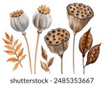 Autumn plant, seed poppy, lotus, dry leaves on isolated white background, watercolor illustration hand drawing flora set