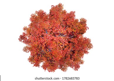 Autumn red Maple tree, top view on white background. Blank for landscape design. 3D rendering