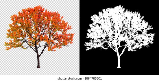 autumn season, change color leaves on transparent background with clipping path and alphha channel, 3d illustration rendering - Powered by Shutterstock