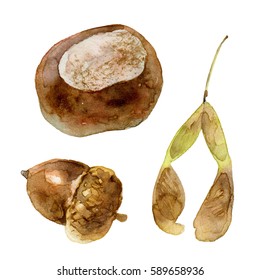 Autumn Set Of Chestnuts, Acorns And Maple Seeds Isolated On White Background. Watercolor Illustrations