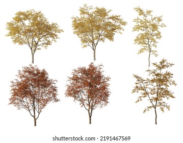 Autumn tree 3D rendering on white background