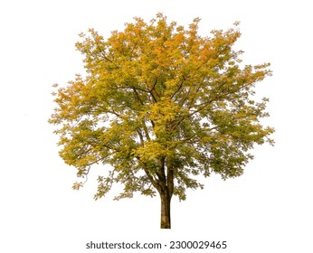 autumn tree isolated on white background with clipping path - Powered by Shutterstock