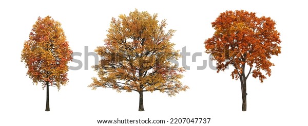 Autumn Tree Isolated On White Background Stock Illustration 2207047737 ...