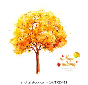 Autumn tree. Watercolor tree. Watercolor botanical illustration. Nature. Deciduous Tree. Autumn leaves