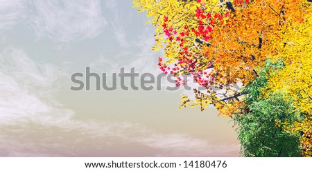 rote Blumen an gelber Wand, portugalisch