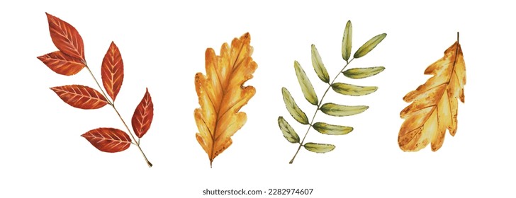 Autumn watercolor leafs isolated illustration on white background. Maple leaf, rowan leaves, oak leaf. Seasonal autumn elements. Thanksgiving, Halloween illustration for designers, scrapbooking - Powered by Shutterstock